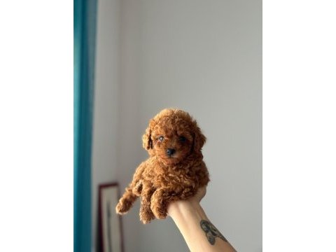 Kore yavrusu a kalite teacup toy poodle red brown yavrular