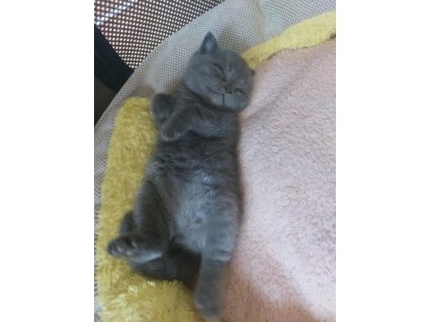 British shorthair