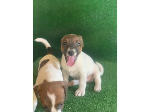 Safkan jack russell bebekler