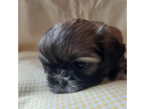 Anne ile baba safkan shih tzu yavru