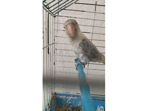 Dişi cennet papağanı 2 yaşında