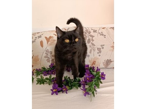 Kehribar göz siyah dişi british shorthair
