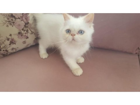 Süt oğlan iran kedisi