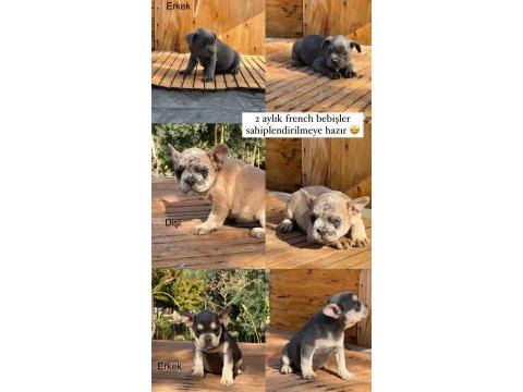 2 aylık üst kalite french bulldog bebekler