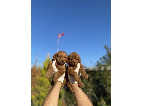 Mükemmel ufacık toy poodle yavrularım