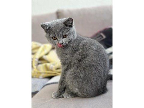 3 aylık erkek british shorthair