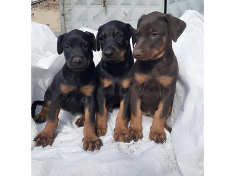 Doberman yavrularımız aşılı kimlikli teslim