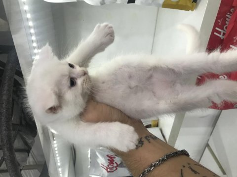 British shorthair güzellikler