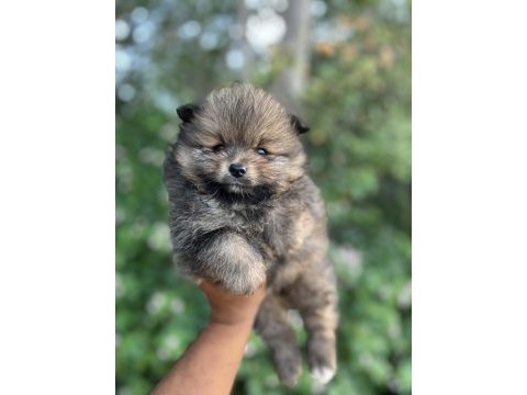Tamamen yurt dışı kanı orjinal pomeranian boo yavrular