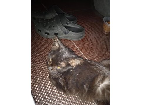 Acil yuva arayan 2 aylık bebek kedimiz