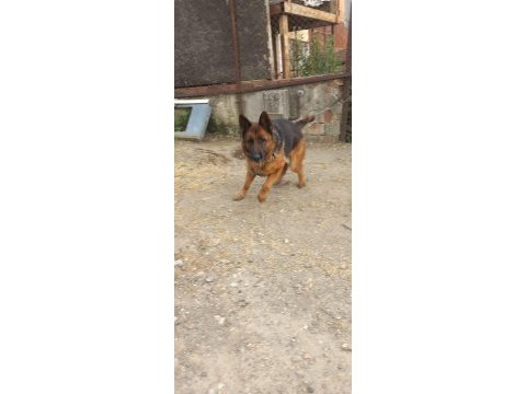 Hazır nazır eğitimli görev köpekleri