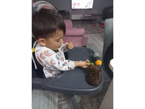 Ginepig yavrumuz satılıktır