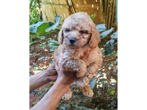 Uygun bütçeli harika maltipoo bebekler poodle gibi