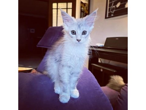 Safkan maine coon