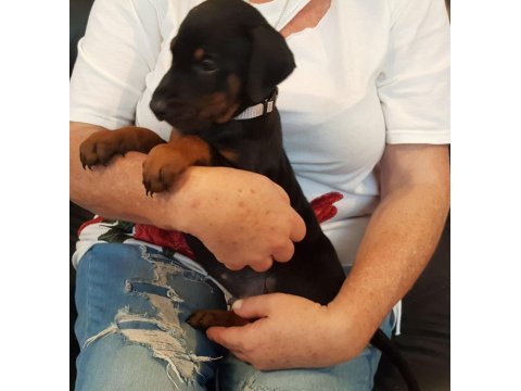 Doberman yavrularımız