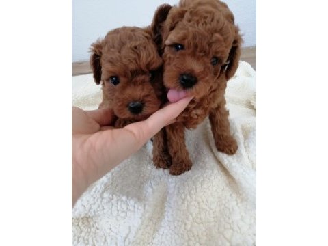Orjinal toy poodle