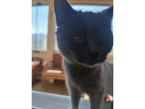 British shorthair 10 aylık