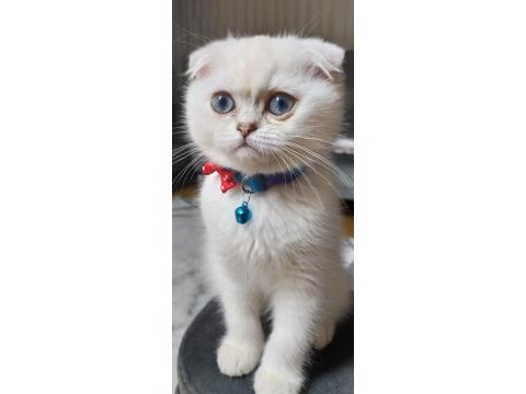Sahiplendirme scottish fold