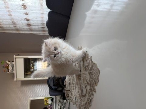 British longhair dişi cy12
