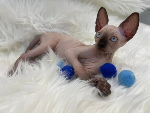 Sphynx sfenks tüysüz dişi erkek yavru