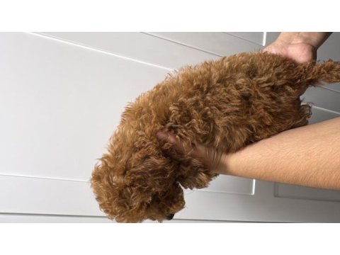 Orjinal red brown toy poodle yavrumuz mevcuttur