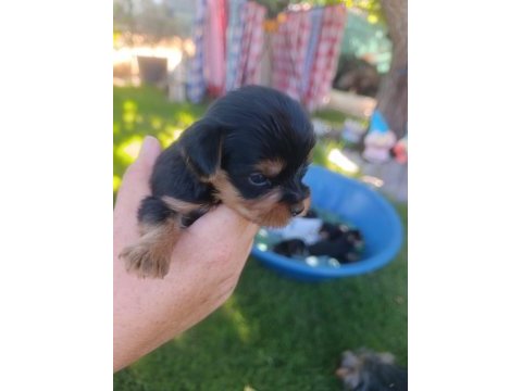 Bir avuç mutluluk köpeğimiz