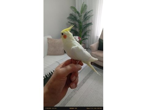 Uyguna ele alışkın sultan papağanı yavruları