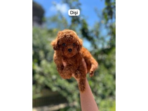 Korekan poodle bebeklerimiz