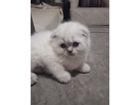 Güzel top yüzlü yavru scottish fold teslime hazır
