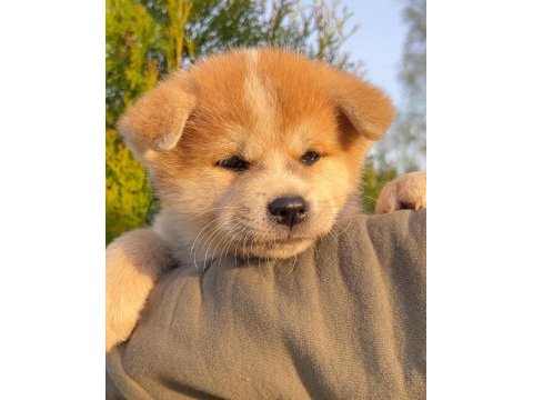 Japon akita inu yavruları