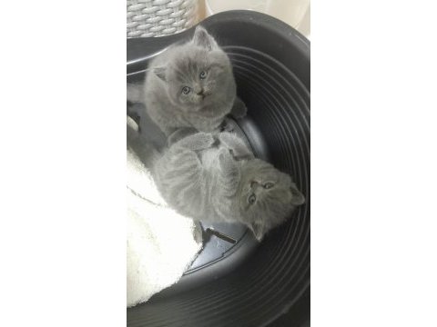 Bakmadan geçmeyin yavru kedilere