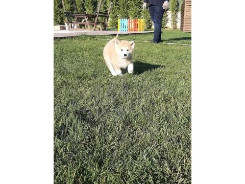 Japon akita ınu yavrulari istanbul 