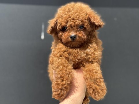 Petmode köpek çiftliğinde ziyarete açık toy poodle