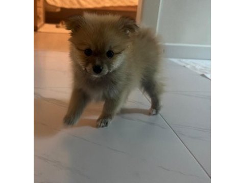 2 aylık pomeranian boo yavru