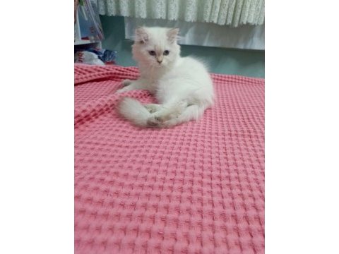 Safkan minik kediler