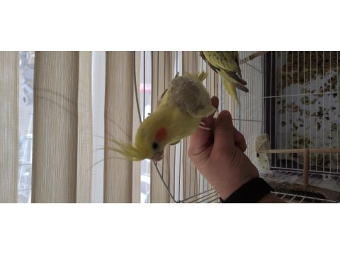 Sultan papağanı çift 1 sıra yavru alındı