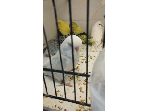 35-40 günlük alıştırmalık bebek muhabbet kuşu yavrular