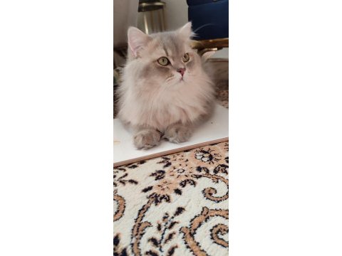 Blh golden dişi ve erkek british longhair