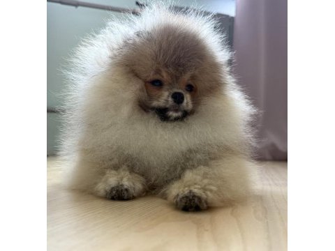 Pomeranian boo köpeklerimiz