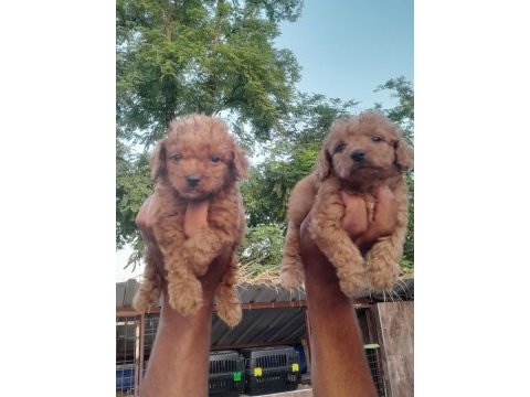 Toy poodle yavrularımız bir birinden güzel