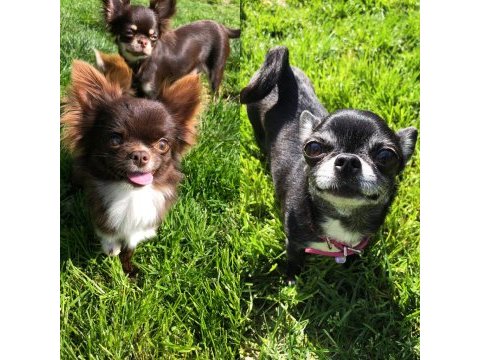 Harika chihuahua bebekler