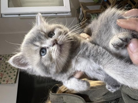 British shorthair yavrularımız ailelerini beklemektedir