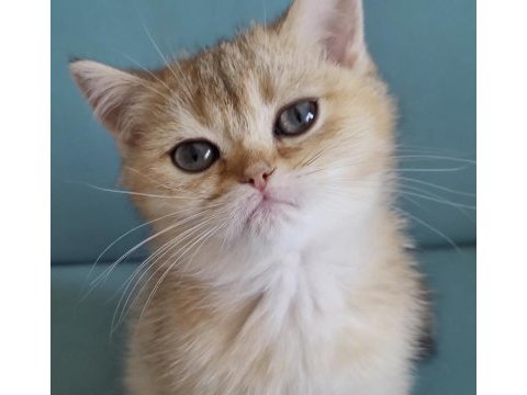 Golden british shorthair yavrular