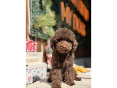 Çikolata toy poodle yavrumuz