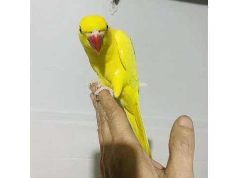 Sarı yavru maskot bir pakistan papağanı