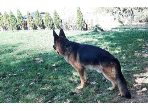 Alman kurdu gary torunu nero oğlu manitu von ıvelinhof