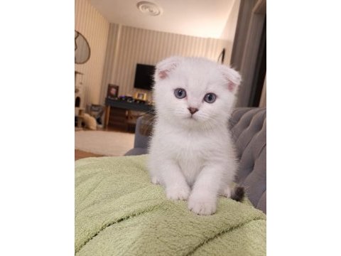 Teslime hazır scottish fold erkek