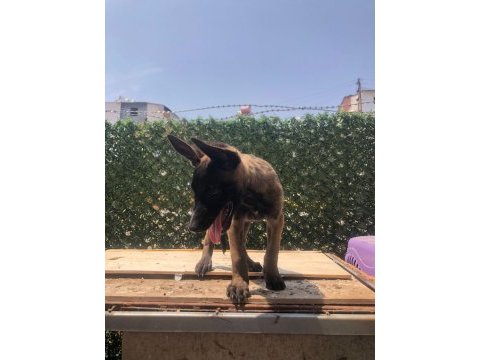 Minik timsahlar belçika kurdu yavruları