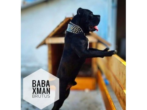 Dünya şampiyonu öz torunları cane corso