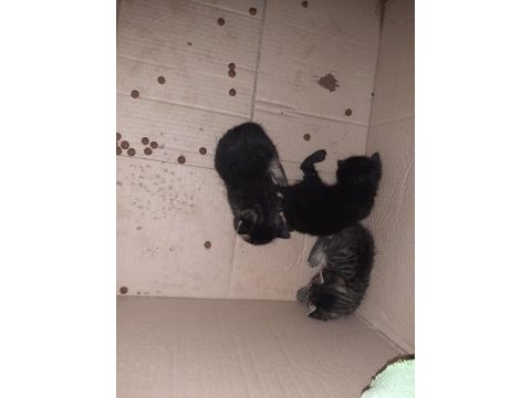Ücretsiz tekir yavrular